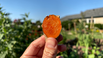 A person holds a slice of fresh turmeric root up to the sun to illustrate the importance of curcumin bioavailability