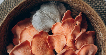 Lion's Mane Mushroom Supplement: Does It Actually Work?